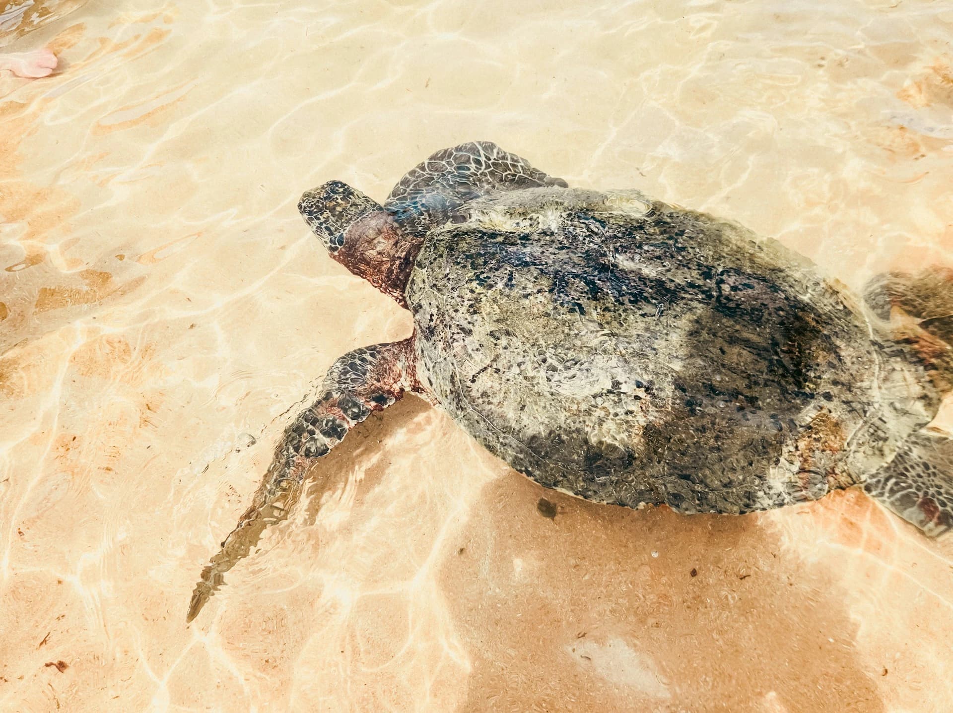 Snorkeller exploring a coral reef with fish in Hikkaduwa, Sri Lanka