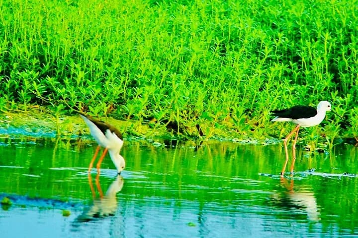 Waterbirds in a coastal lagoon at Kalametiya, Sri Lanka