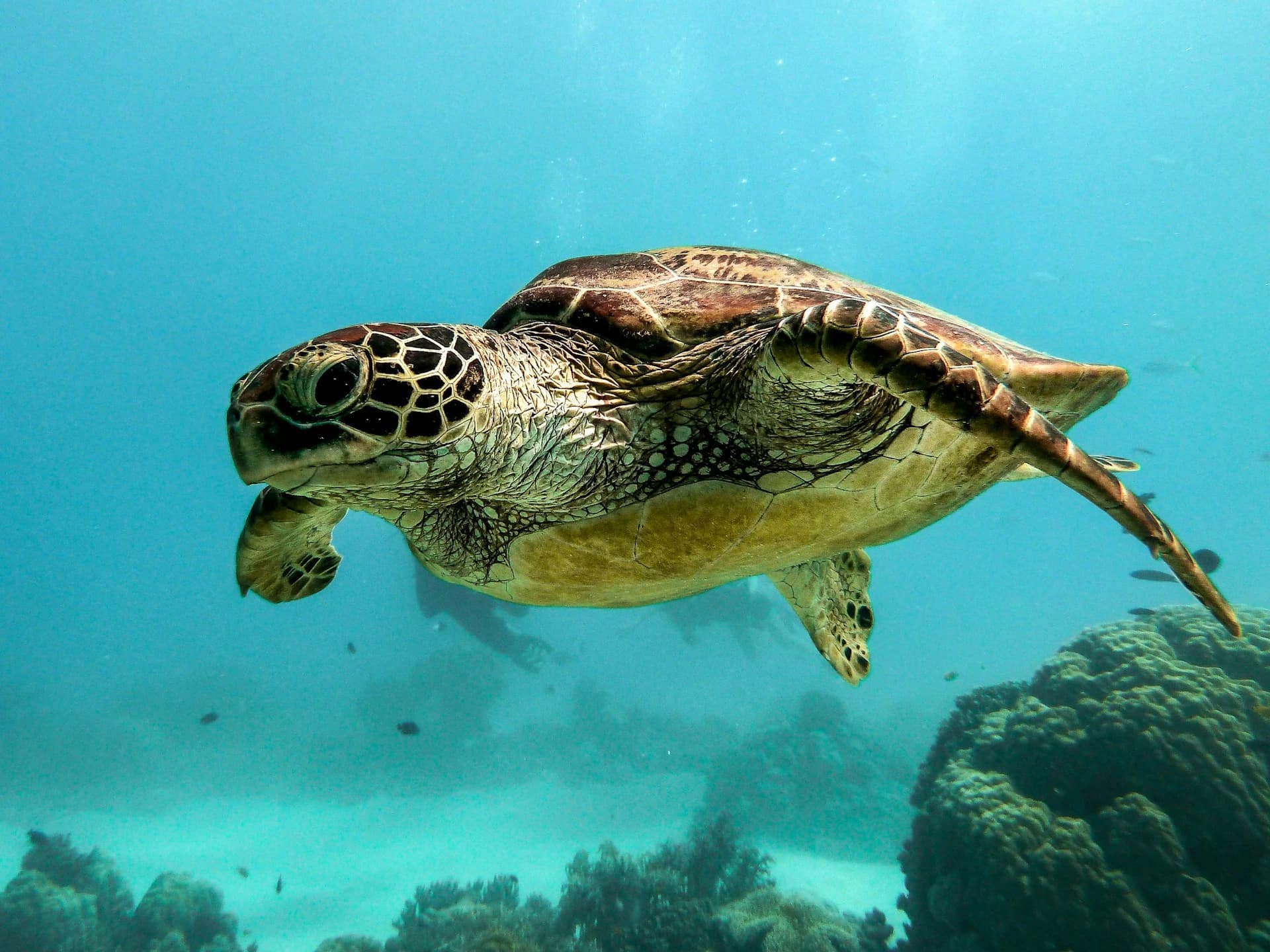 Sea turtle swimming over a shallow reef in Sri Lanka