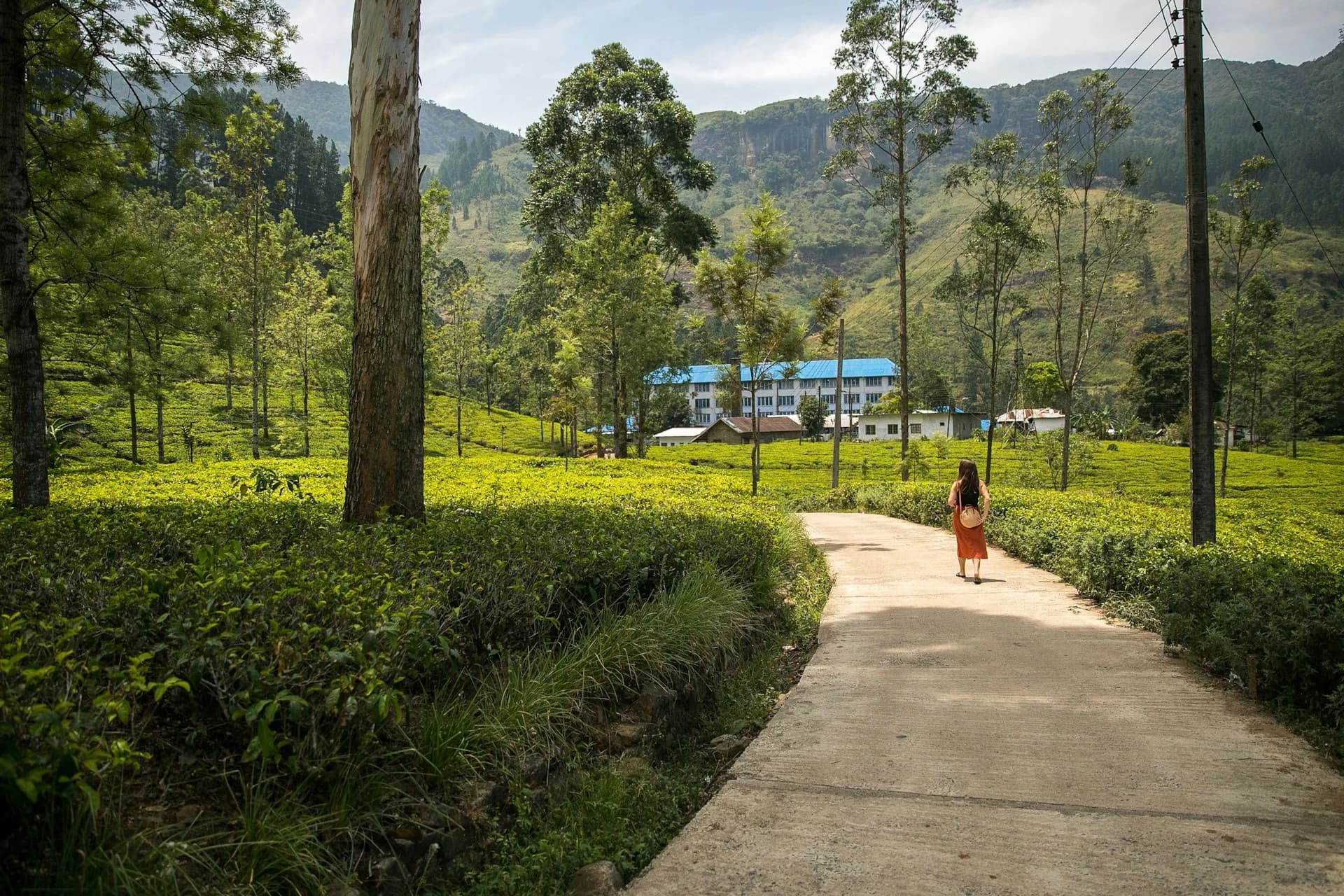 Rolling green tea plantations in Nuwara Eliya, Sri Lanka