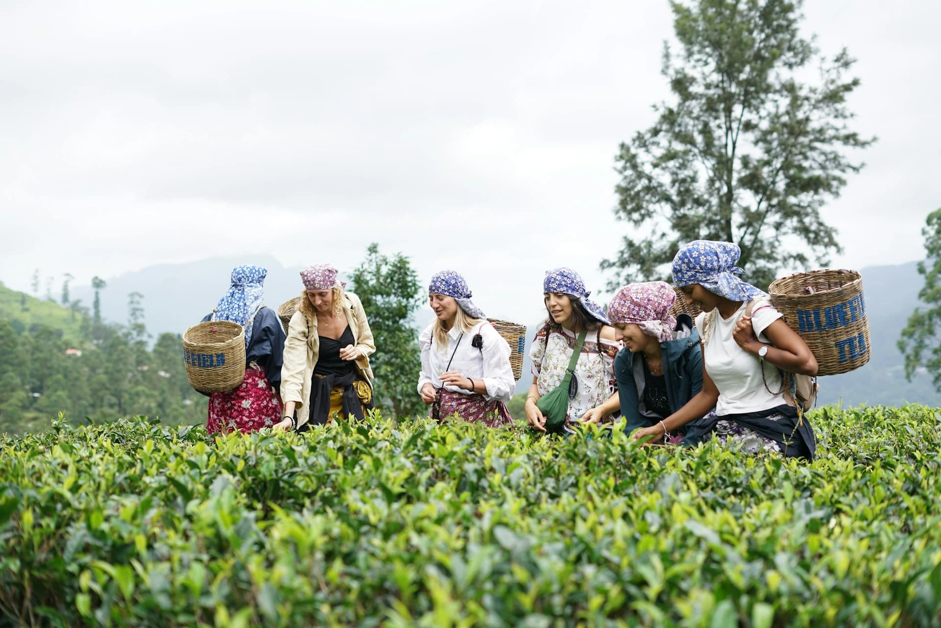 Tea pickers on terraced green hills in Sri Lanka's hill country near Nuwara Eliya