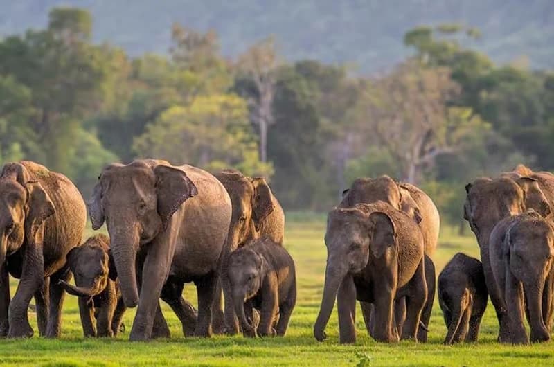 Elephant walking through grassland near Sigiriya, Sri Lanka