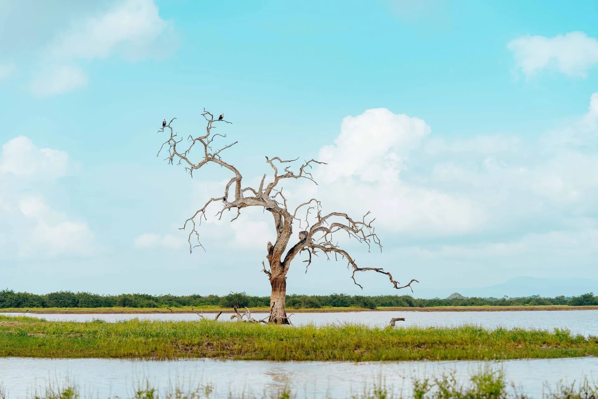Elephants beside a reservoir in Kaudulla National Park, Sri Lanka