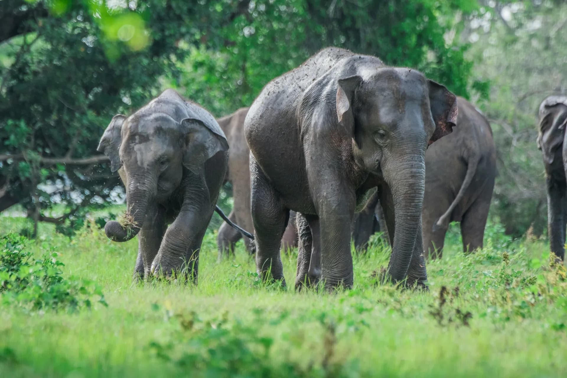 Large herd of elephants gathering near a reservoir in Minneriya, Sri Lanka