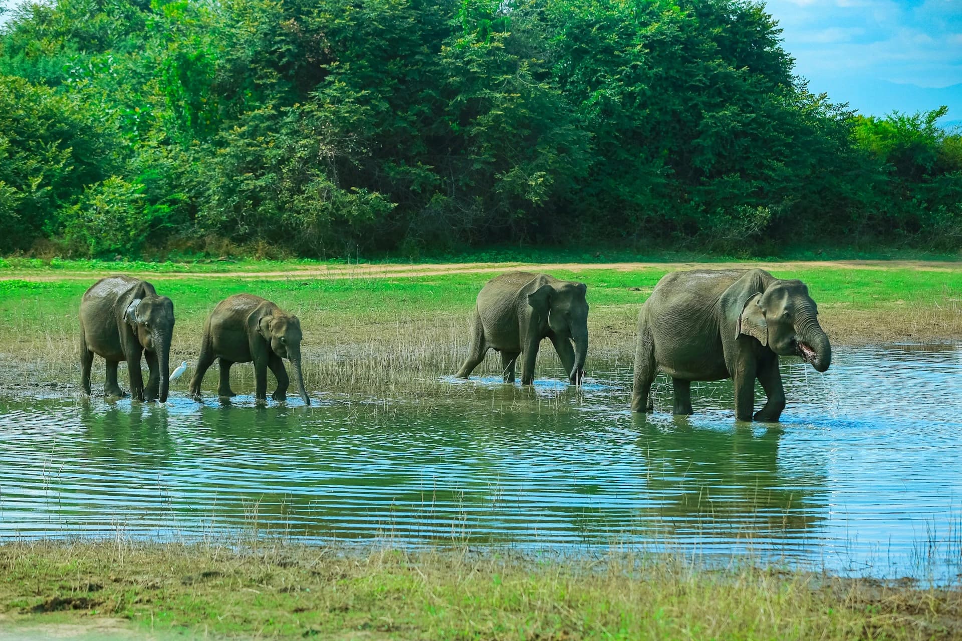 Wild elephant grazing on open grassland in Udawalawe National Park, Sri Lanka