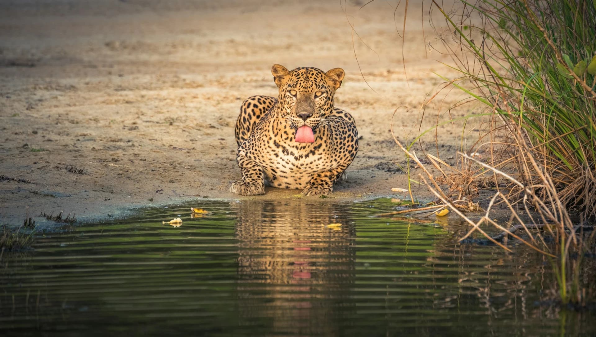 A leopard resting on a rock in Yala National Park, Sri Lanka