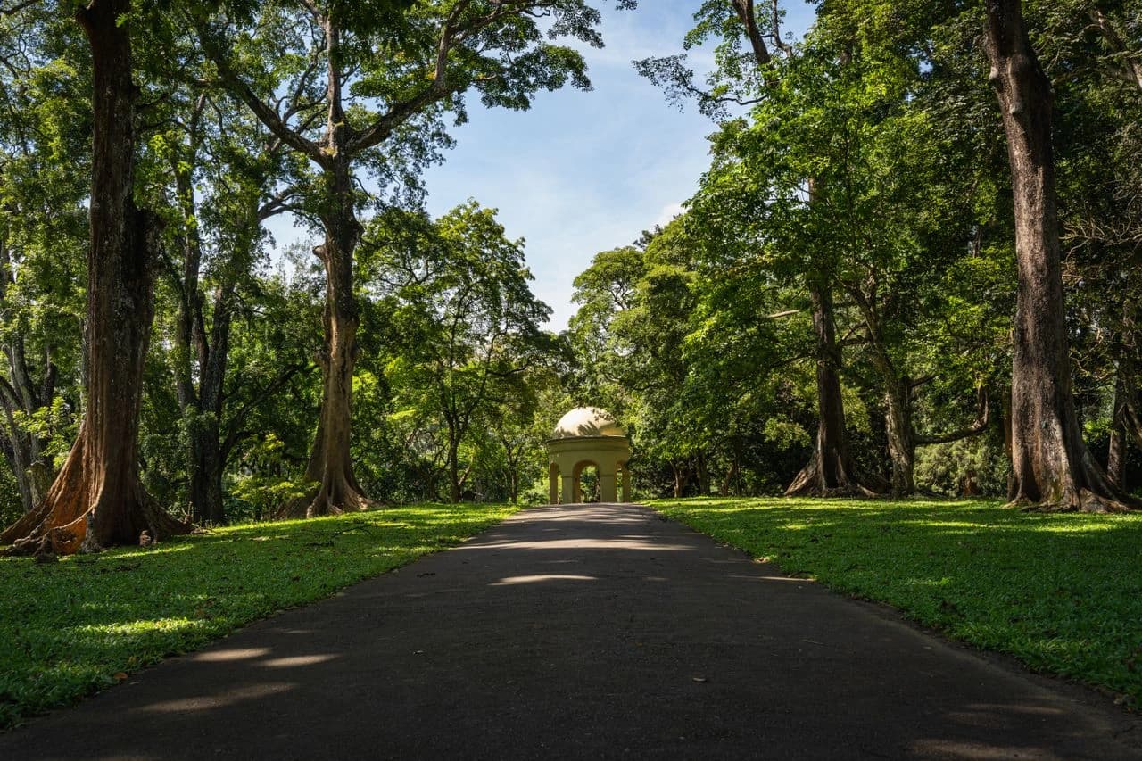 Royal Botanical Gardens avenue of palms at Peradeniya